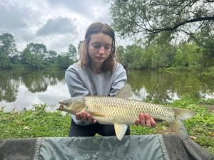 Grass Carp