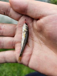Common Minnow