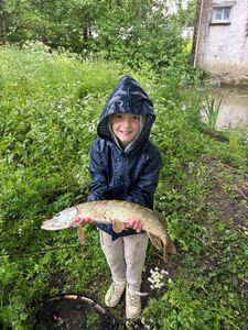 Northern Pike