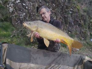 Mirror Carp