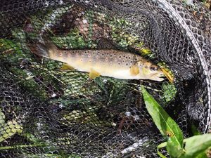 Brown Trout