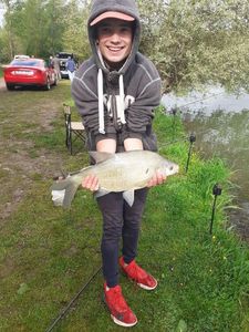 Common Bream