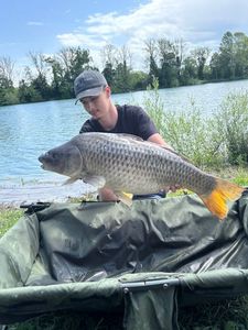 Common Carp