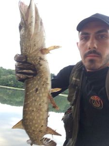 Northern Pike