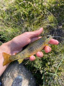 Brown Trout