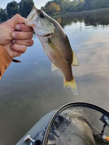 Smallmouth Bass