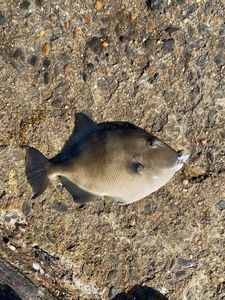 Triggerfish