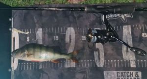 European Perch