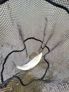Grayling