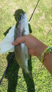 Rainbow Trout