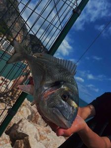 Gilthead Seabream