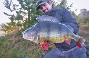 European Perch