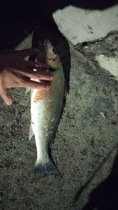 California Corbina