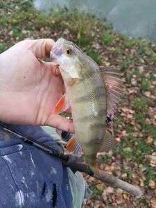 European Perch