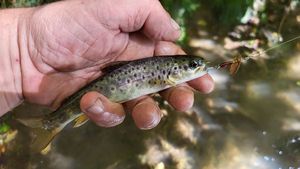 Brown Trout