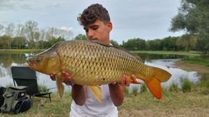 Common Carp