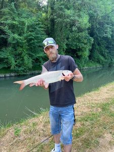 Barbel