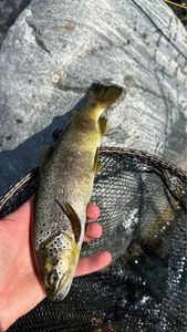 Brown Trout