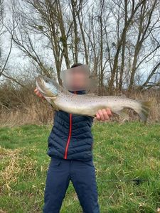 Cutthroat Trout