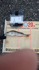 European Perch