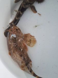 Brown Scorpionfish