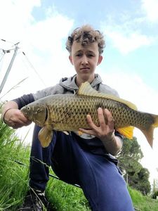 Common Carp