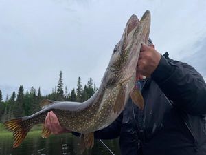 Northern Pike