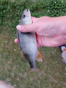 European Perch