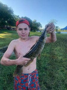 Sharptooth Catfish