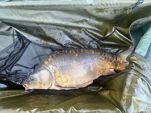 Mirror Carp