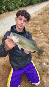 Largemouth Bass