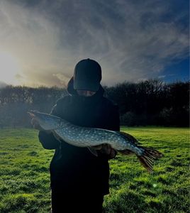 Northern Pike