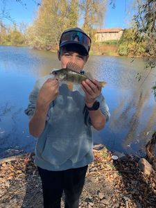 European Perch