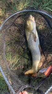 Barbel