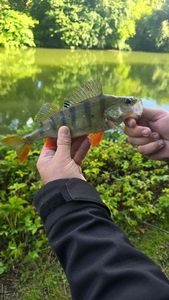 Creole Perch