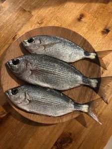 Saddled Seabream