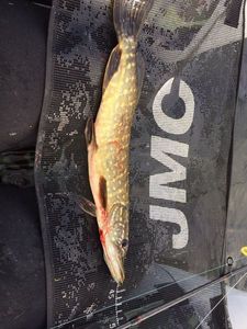 Northern Pike