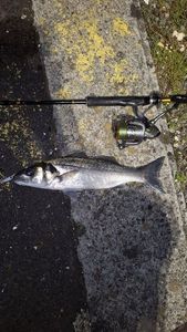 European Bass (Seabass)