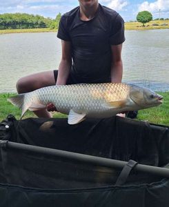 Grass Carp
