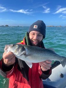 European Bass (Seabass)