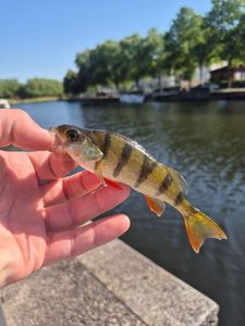 European Perch