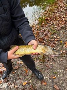 Northern Pike