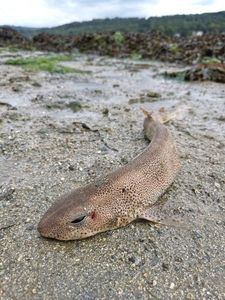 Lesser Spotted Dogfish (Small Spotted Catshark)