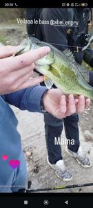 Largemouth Bass