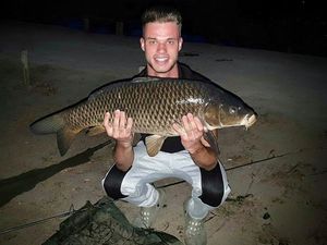 Common Carp