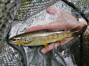 Brown Trout
