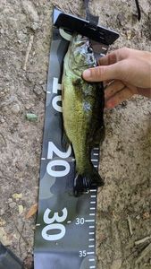 Largemouth Bass