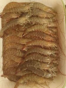 Brown Shrimp