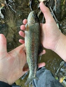 Rainbow Trout