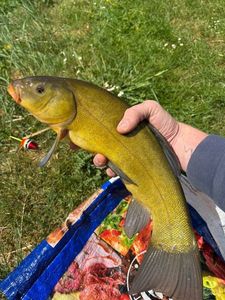 Tench